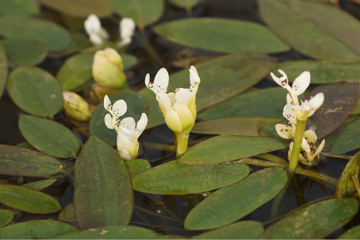Aponogeton distachyos - Afrikanische Wasserähre