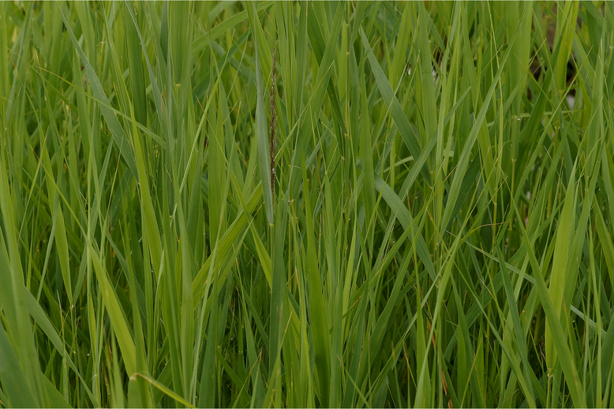 Phragmites australis var. humilis - Schilf