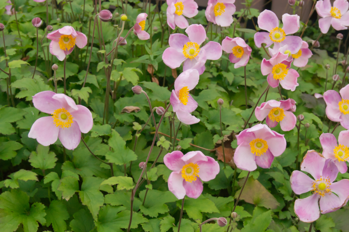 Anemone hupehensis 'Little Princess'(R) - Herbstanemone