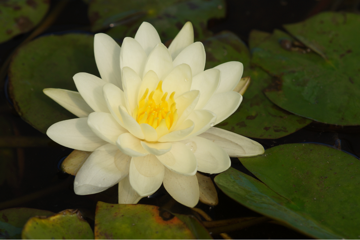 Nymphaea Hybride 'Denver'