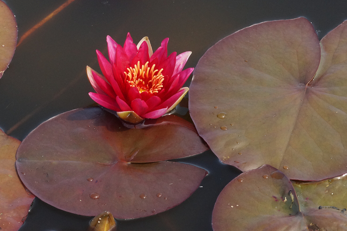 Nymphaea Hybride 'Escarboucle'