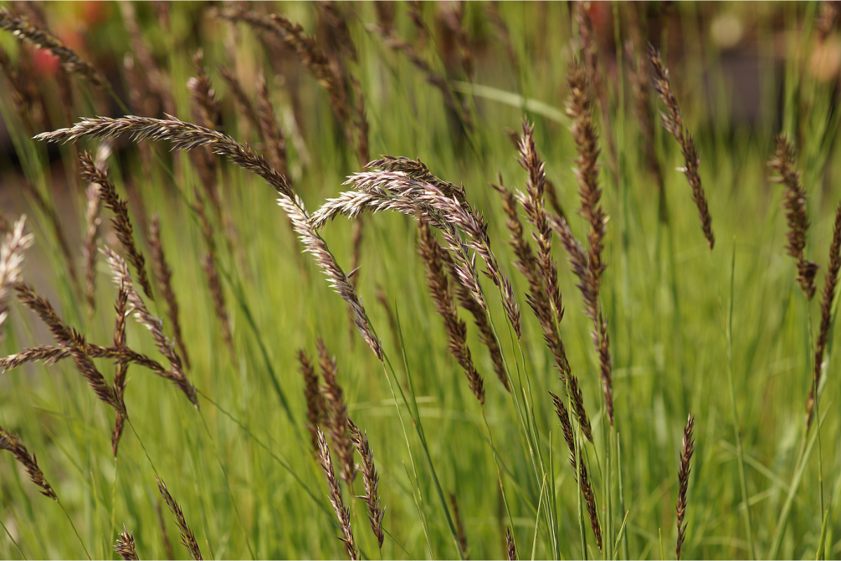 Melica ciliata