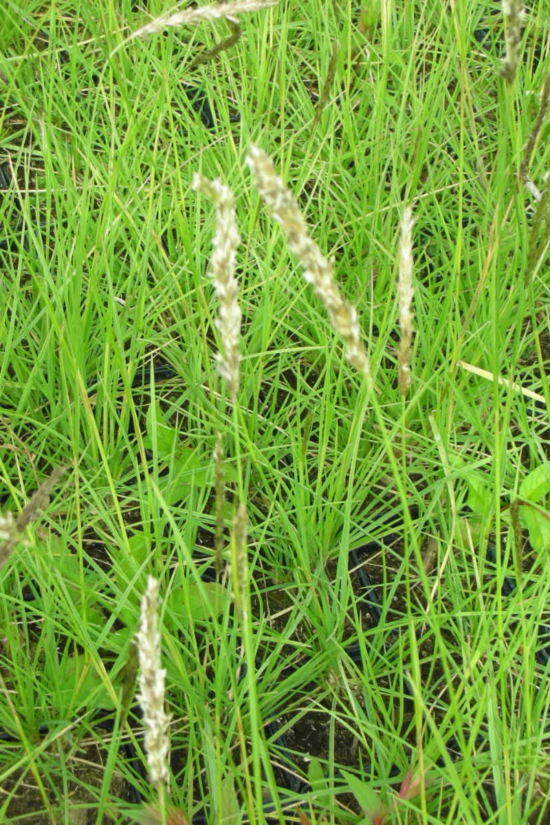 Sesleria autumnalis