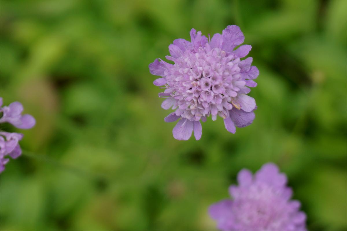 Scabiosa columbaria