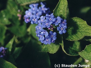 Brunnera macrophylla