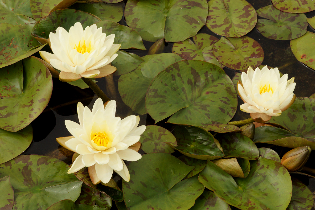 Nymphaea Hybride 'Denver' - Seerose