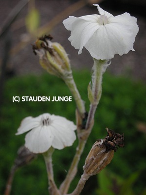 Lychnis coronaria 'Alba'