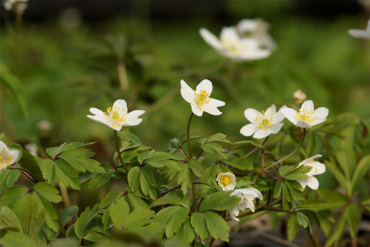 Anemone nemorosa - Buschwindröschen
