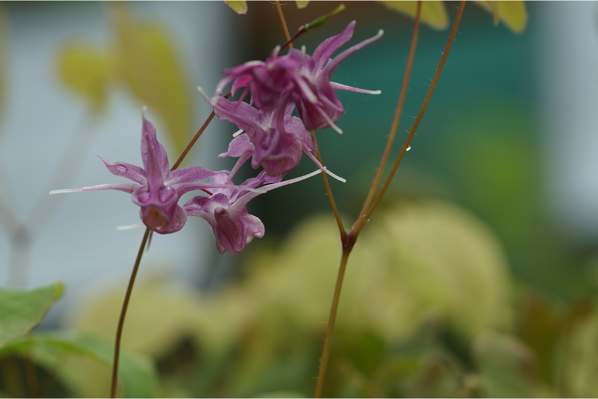 Epimedium grandiflorum 'Lilafee'