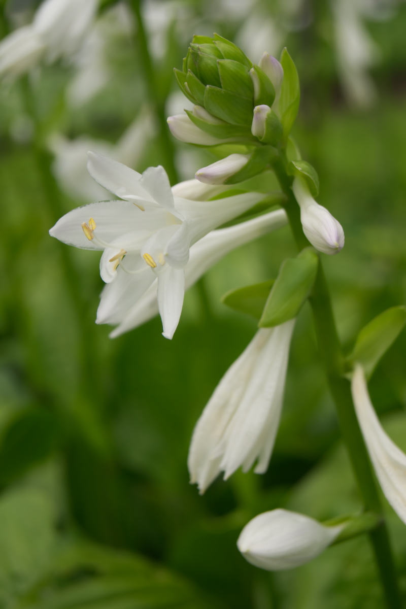 Hosta Plantaginea-Hybr. 'Royal Standard'