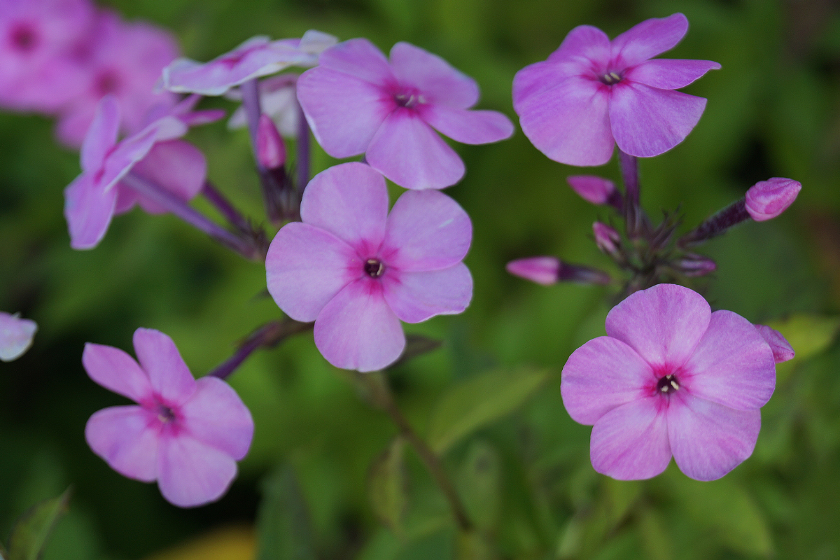Phlox Paniculata-Hybr. 'Minnehaha' (ehemals amplifolia)