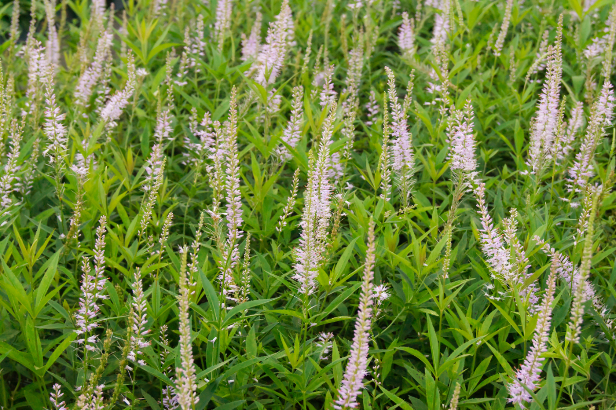 Veronicastrum (Veronica) virginicum 'Lavendelturm' - Kandelaber-Ehrenpreis