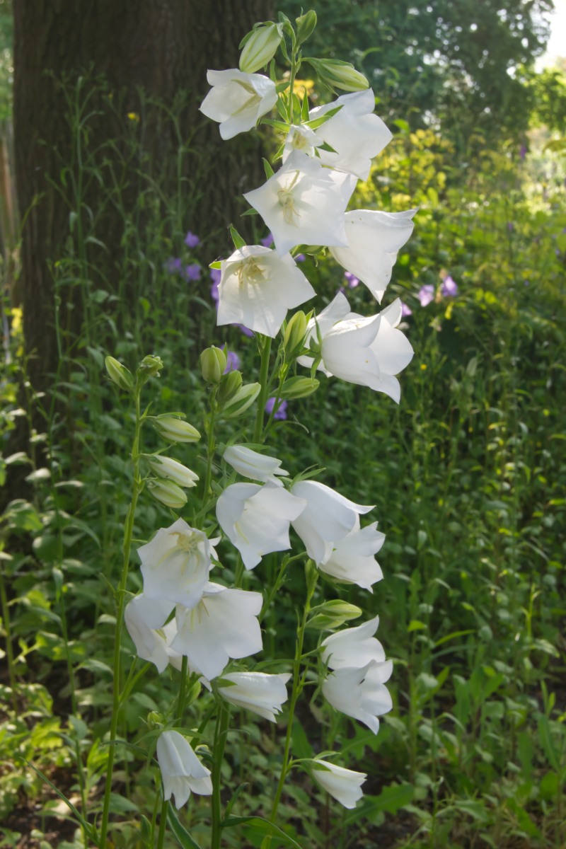 Campanula persicifolia 'Grandiflora Alba'