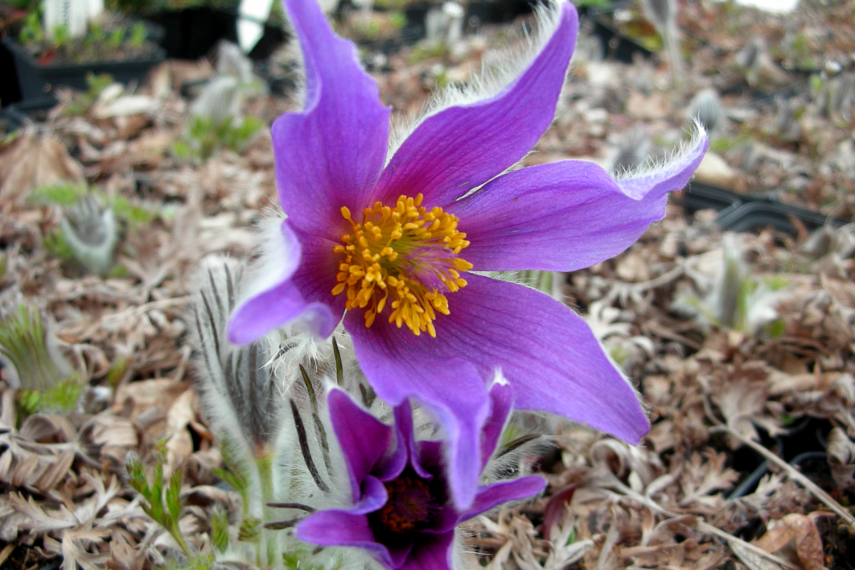 Pulsatilla vulgaris 'Blaue Glocke' - Kuhschelle, Küchenschelle, Kuhglocke