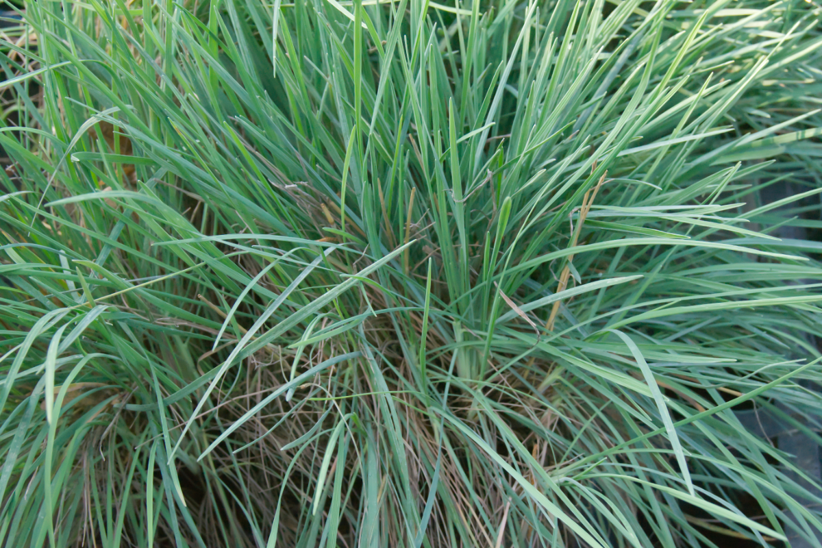 Koeleria glauca - Blaugraue Kammschmiele