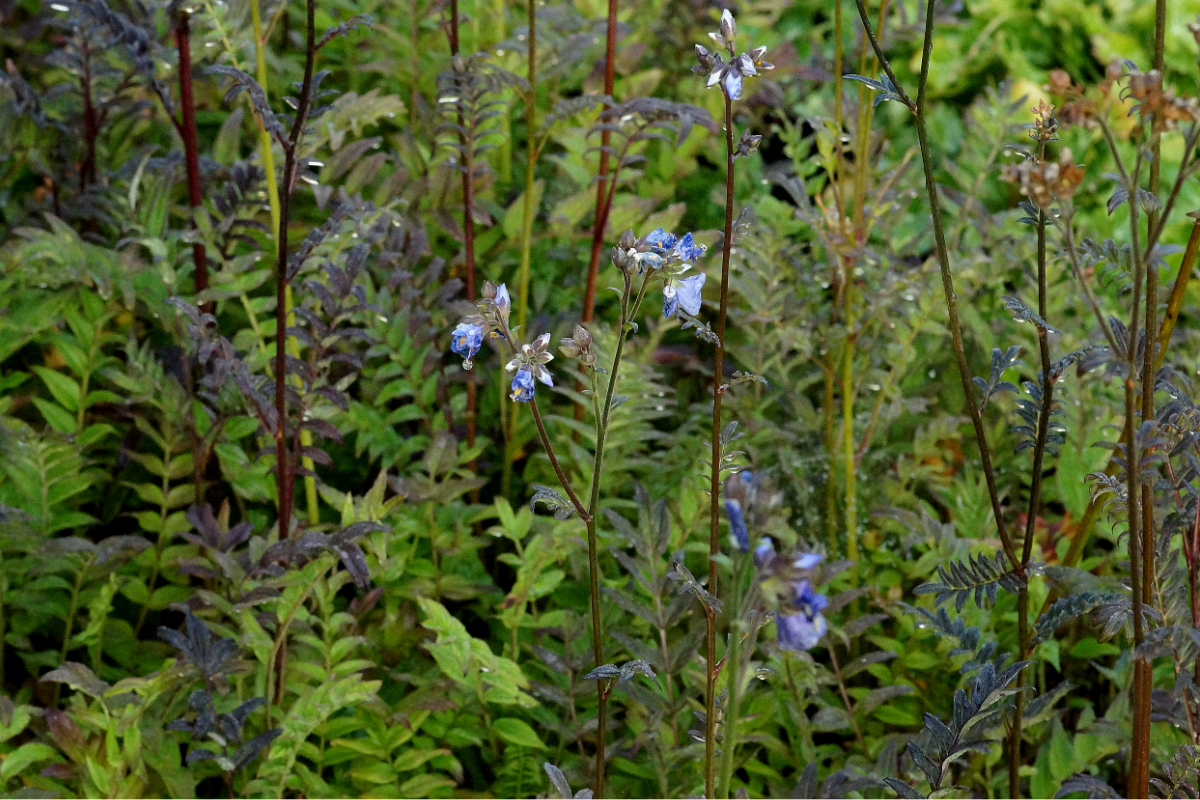 Polemonium yezoense 'Purple Rain Strain' - Jakobsleiter