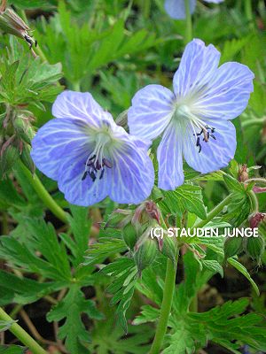 Geranium pratense 'Mrs Kendall Clark' - Storchschnabel