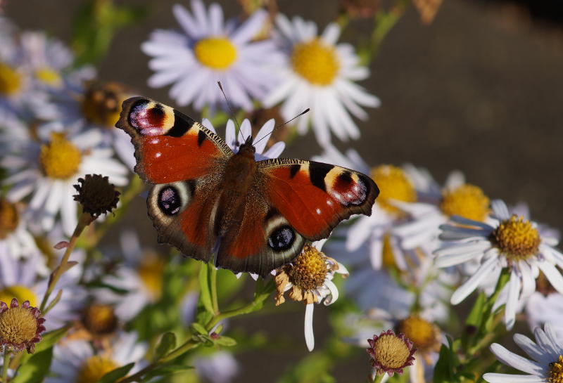 Kalimeris incisa 'Madiva'