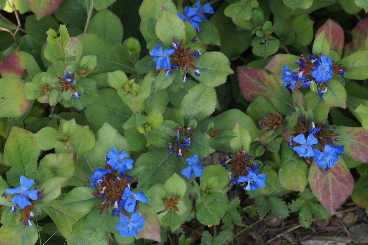 Ceratostigma plumbaginoides - Bleiwurz
