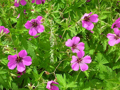 Geranium psilostemon 'Patricia'