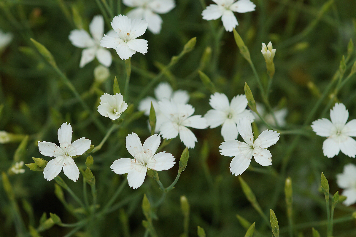 Dianthus deltoides 'Albus'