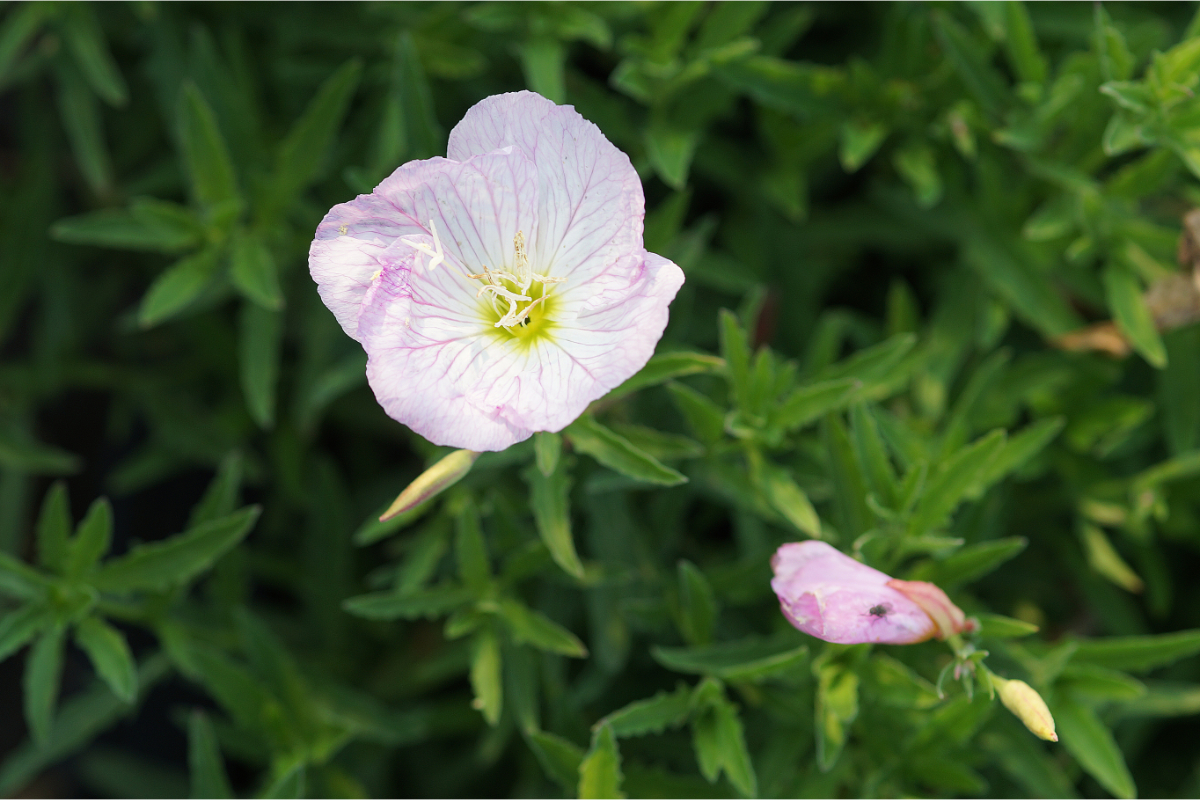 Oenothera speciosa 'Siskiyou'