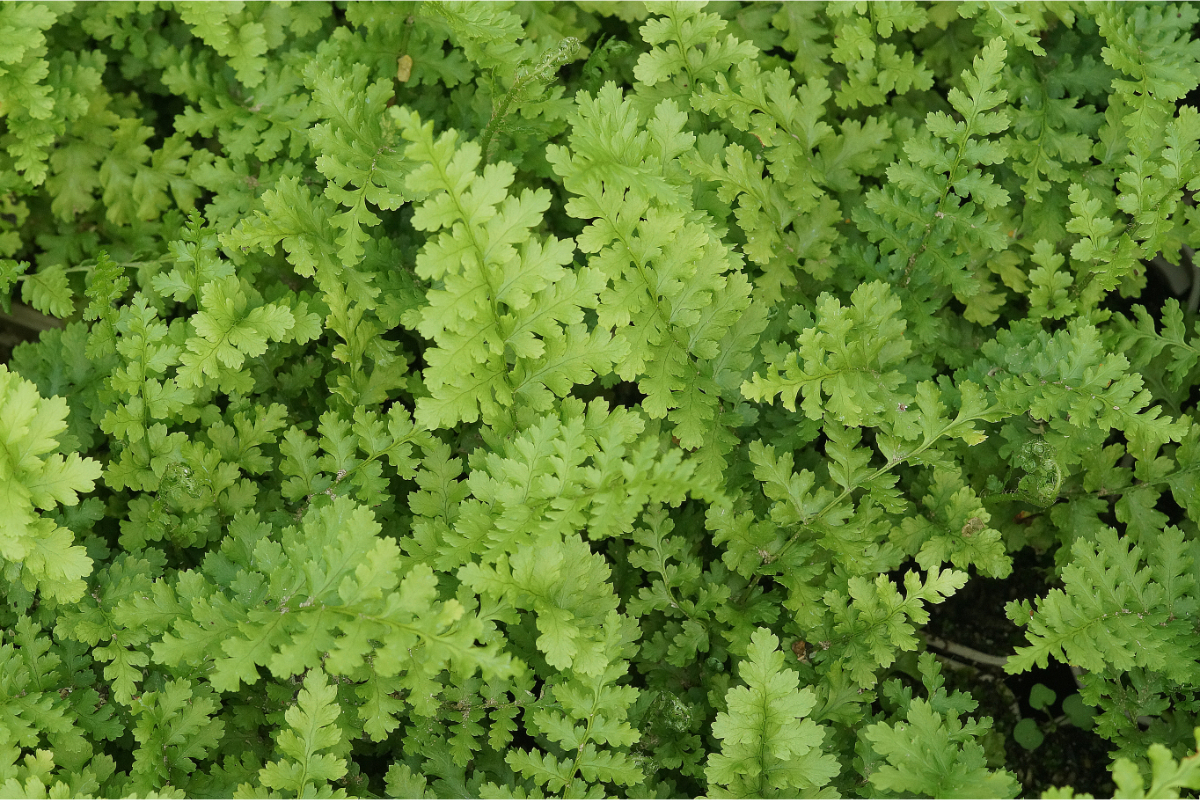 Dryopteris filix-mas 'Barnesii' gen.  - Steiler Wurmfarn