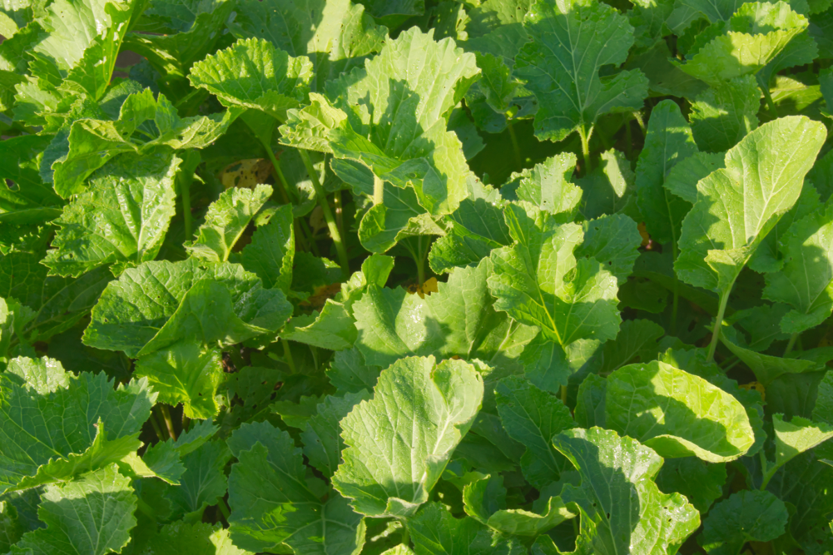 Crambe cordifolia - Riesen-Schleierkraut, Kaukasischer Meerkohl,