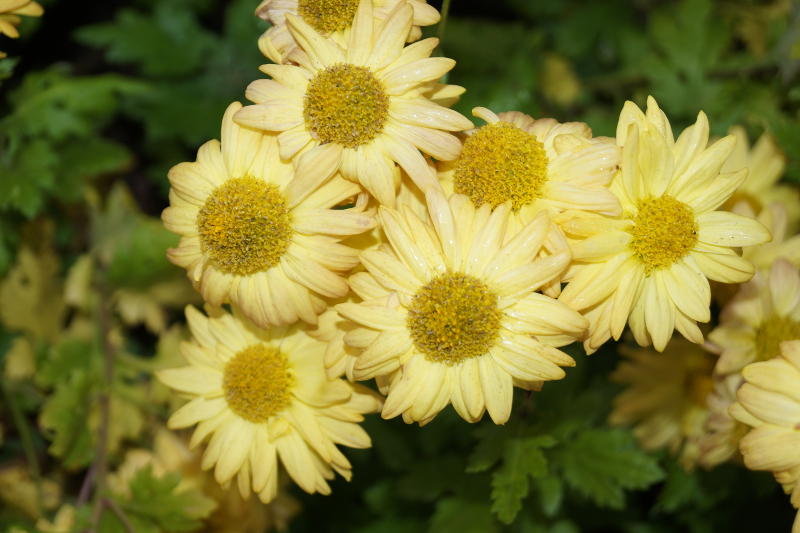 Chrysanthemum x hortorum 'Goldmarianne'