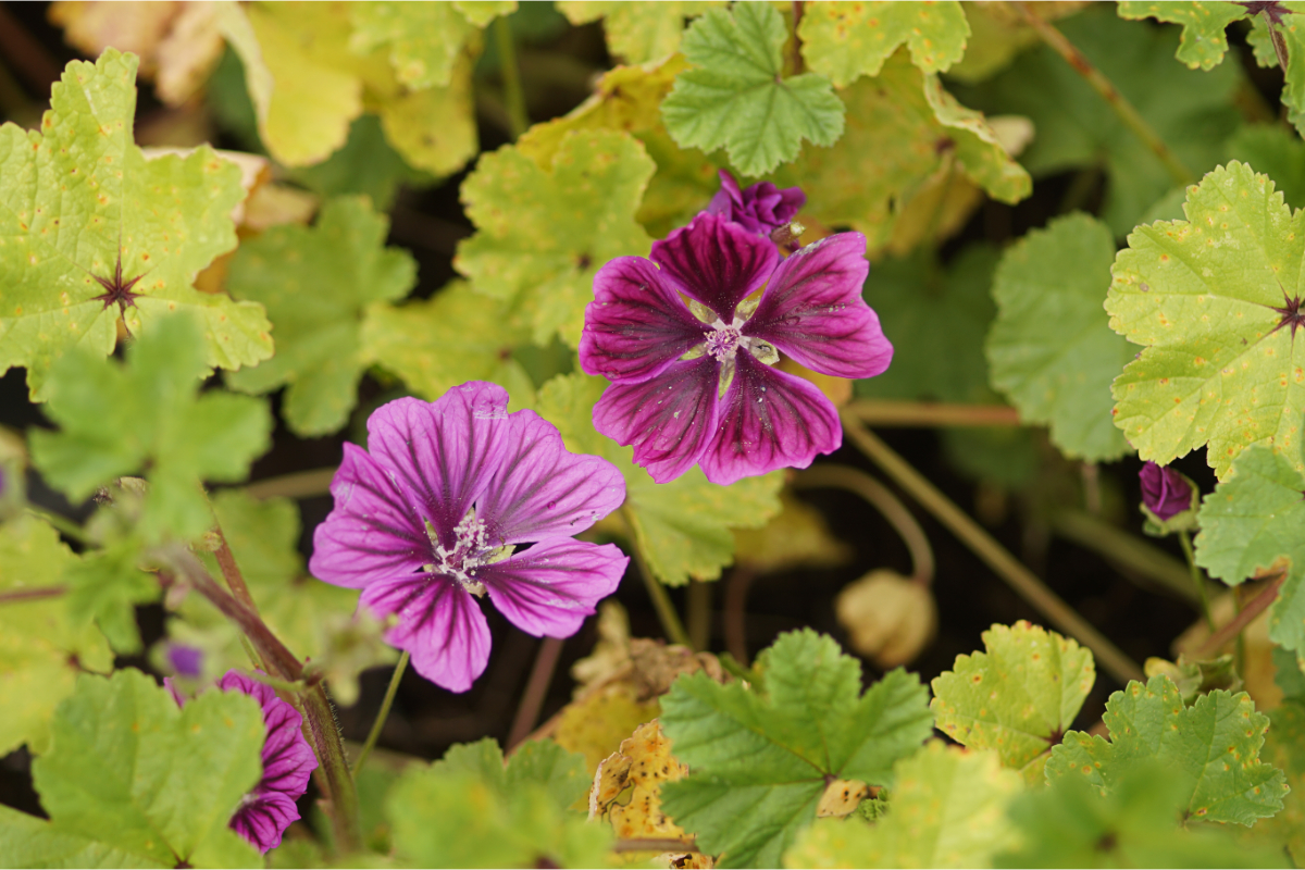 Malva sylvestris - Wilde Malve