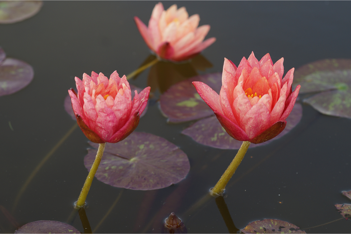 Nymphaea Hybride 'Wanvisa' - Seerose