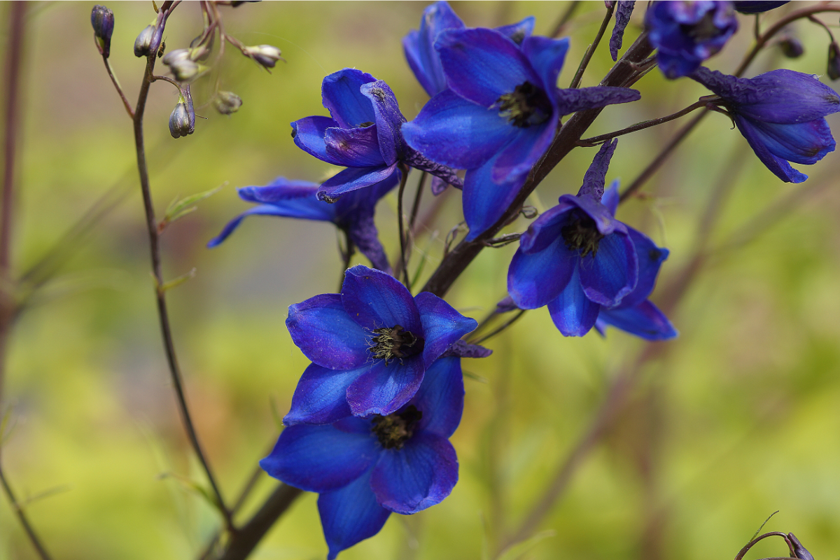 Delphinium Elatum-Hybr. 'Finsteraarhorn' - Hoher Garten-Rittersporn