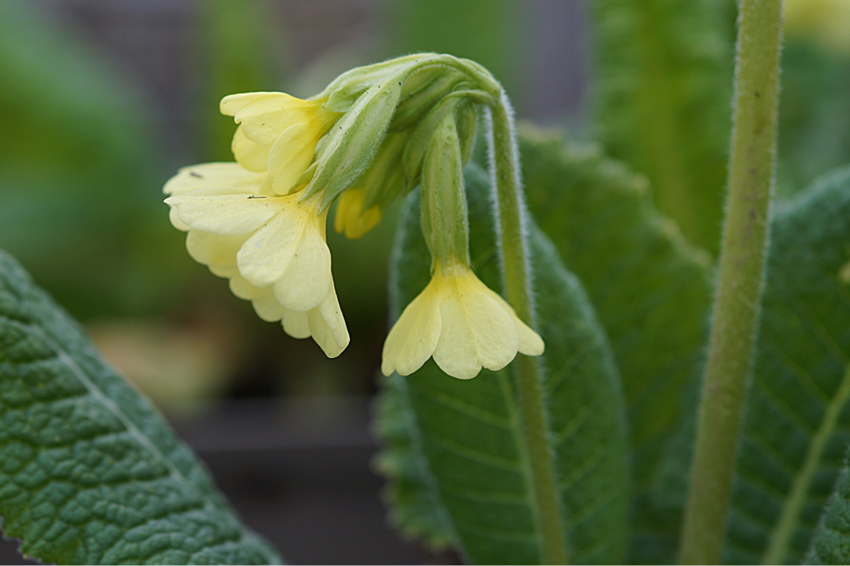Primula elatior (Wildform)