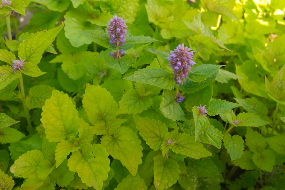Agastache rugosa 'Golden Jubilee'