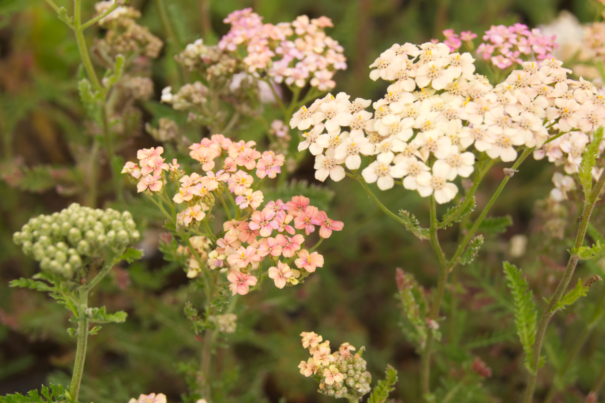 Achillea Millefolium-H.'Lachsschönheit' - Schafgarbe