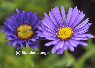 Aster alpinus 'Dunkle Schöne' - Alpenaster