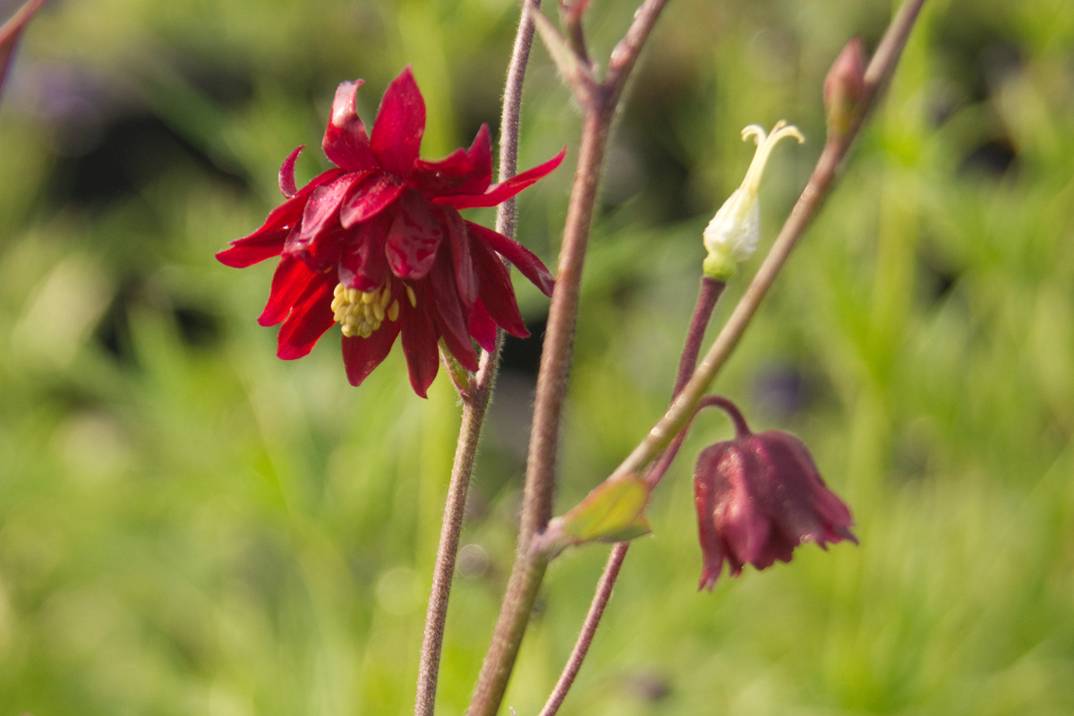 Aquilegia vulgaris plena 'Ruby Port'