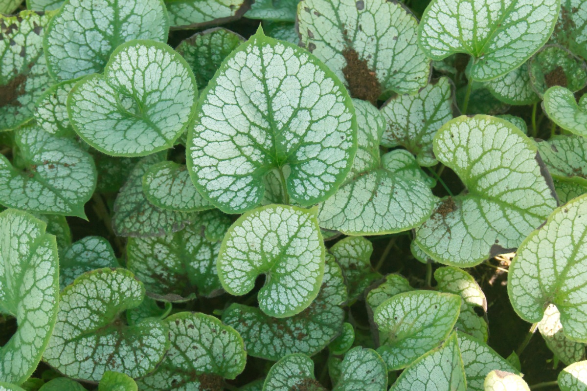 Brunnera macrophylla 'Jack Frost' (R)