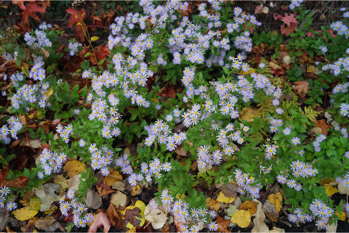 Aster ageratoides 'Asran'
