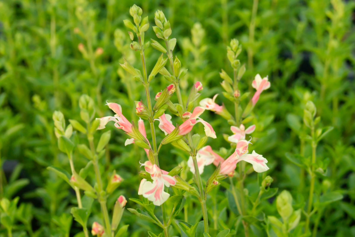 Salvia microphylla 'Belle de Loire' - Johannisbeer-Salbei