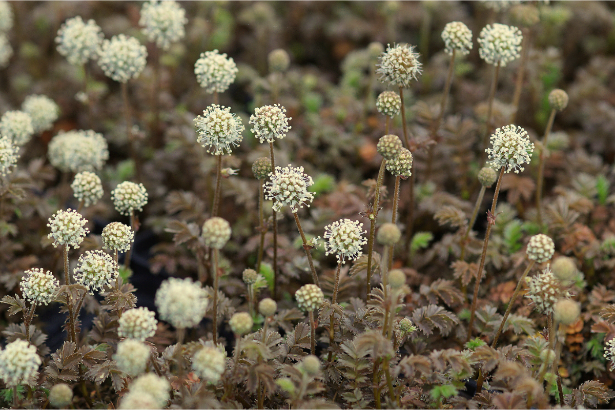 Acaena microphylla 'Kupferteppich'