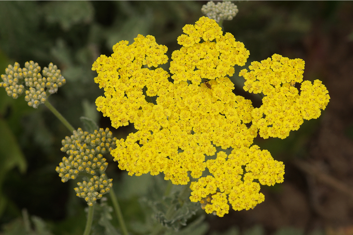Achillea Clypeolata-Hybr. 'Moonshine' - Goldquirl-Garbe
