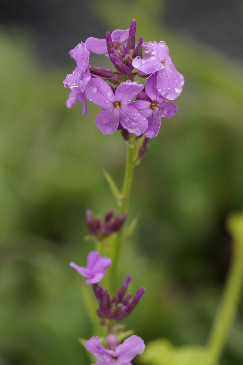 Hesperis matronalis