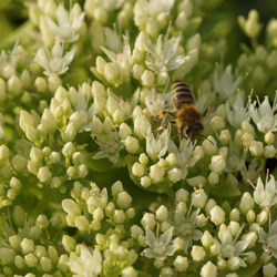 small-2_sedum_spectabile_stardust.jpg