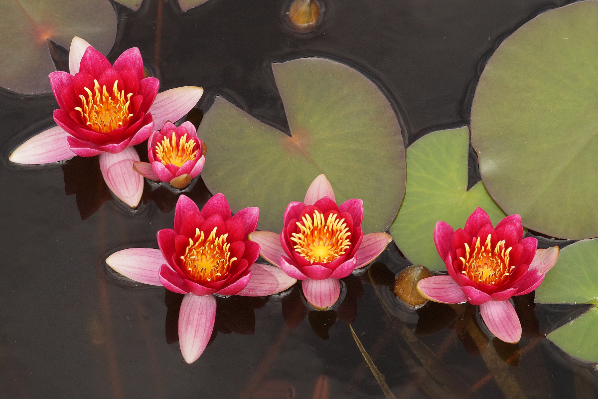 Nymphaea Hybride 'Froebeli'