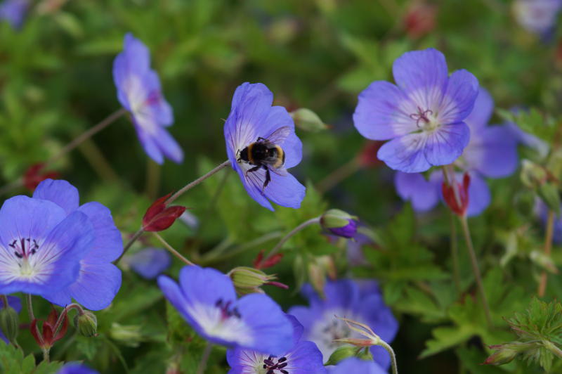 Geranium Hybride 'Rozanne' (R)