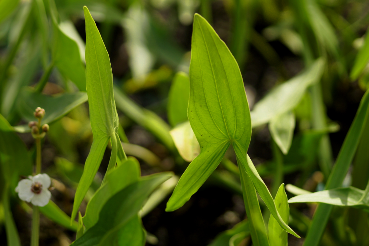 Sagittaria sagittifolia