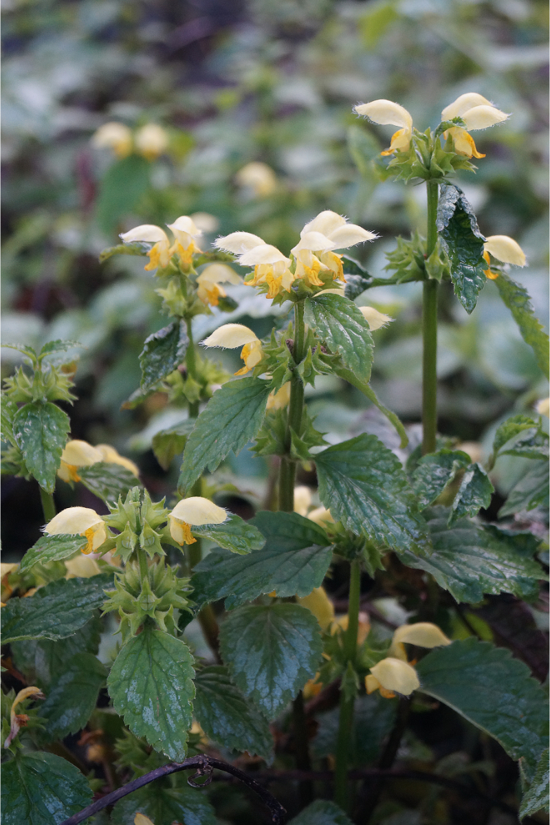Lamiastrum galeobdolon 'Florentinum'