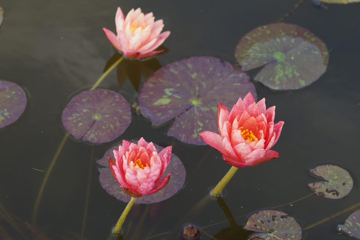 Nymphaea Hybride 'Wanvisa'