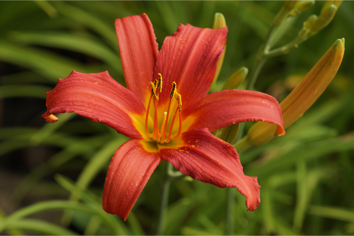 Hemerocallis Hybride 'Pink Damask' - Taglilie
